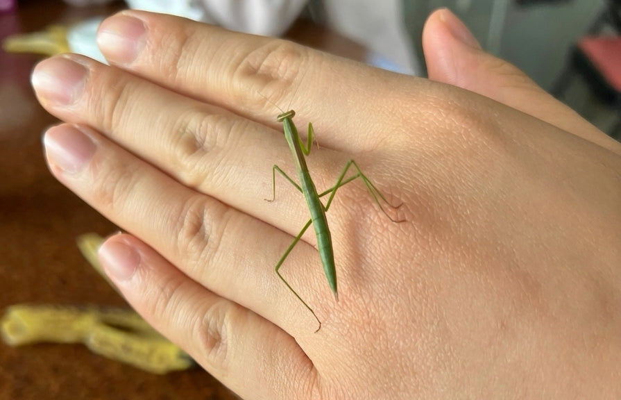 Harmony in Motion: Meeting Our Small Teafriends