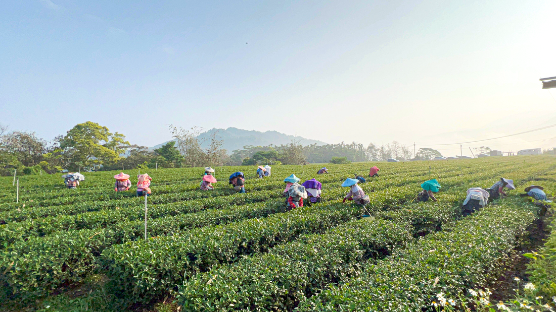 Harmony in the Wild: The Ecological Wisdom of Nantou
