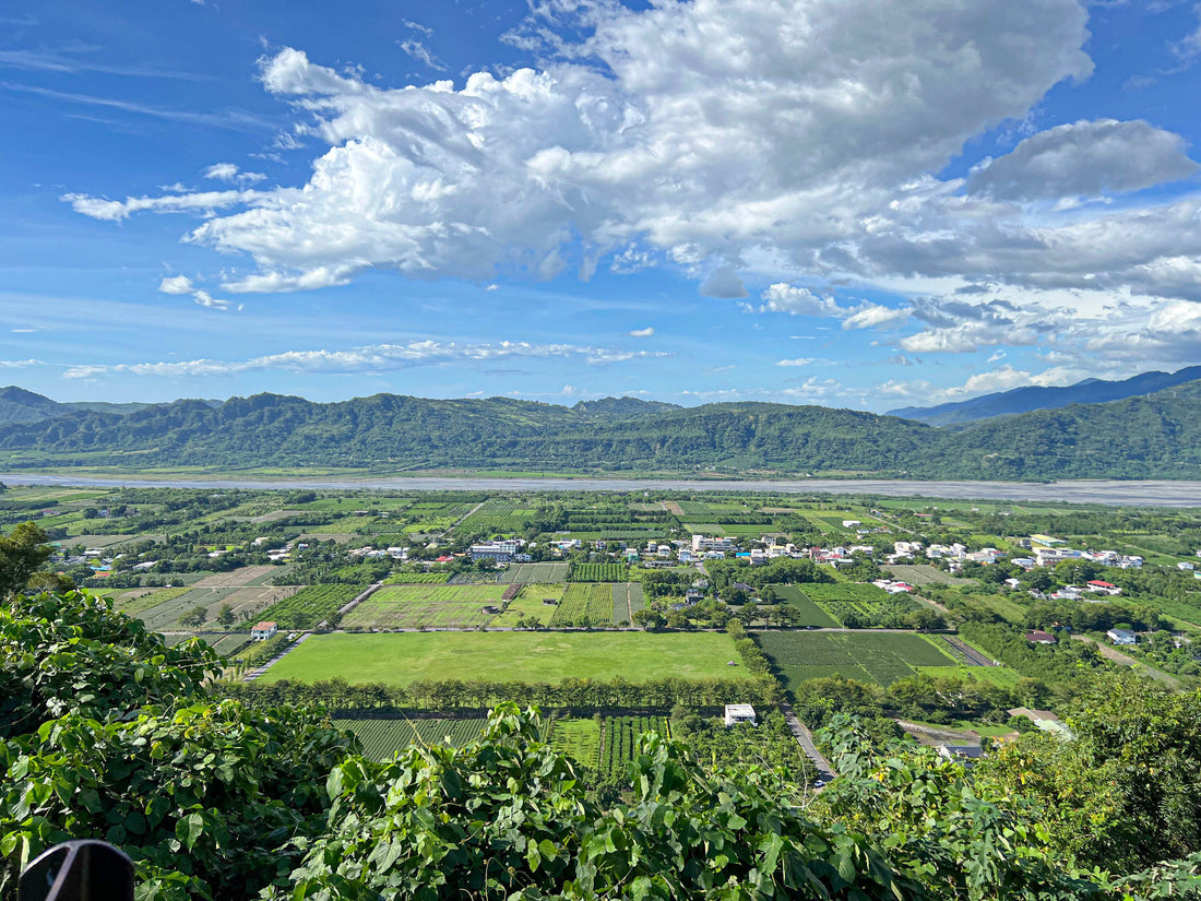 Excellence in Every Leaf: The Five-Star Standard of Taitung